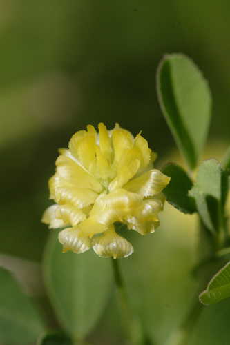 Trifolium campestre #1